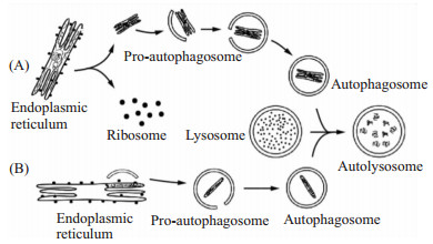 內質網自噬——疾病防治的新靶標