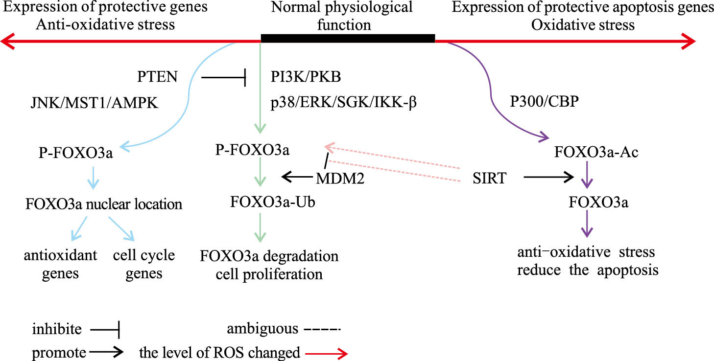 当机体发生氧化应激时,累积的ros通过激活多种信号通路,使foxo3a发生