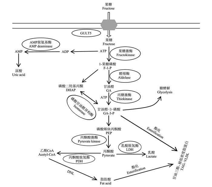 果糖生成尿酸流程图图片