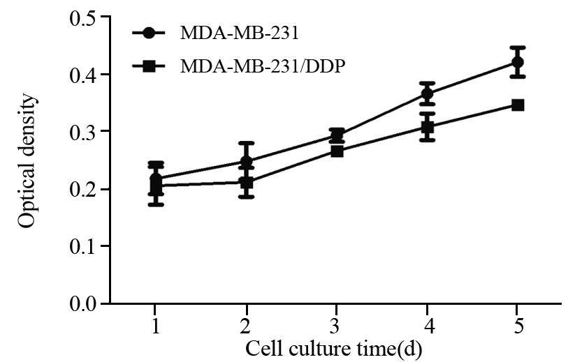 圖 3mda-mb-231與mda-mb-231/ddp細胞生長曲線figure 3growth curves